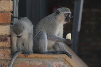 vervet monkeys at Berg en Dal camp