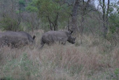 rhinos (1 of the Big Five)