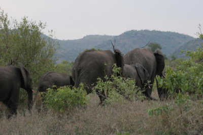 elephants crossed the road (2/5)