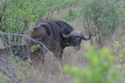 Cape Buffalo (3/5, and it's only the 2nd day)