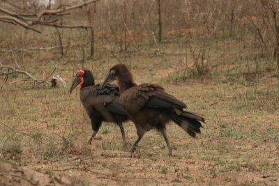 male and female southern ground hornbill