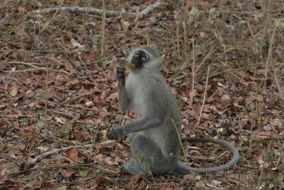 monkey snacking
