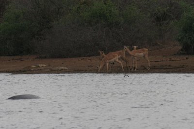impala near the crocodiles