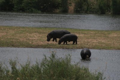 hippos outside Lower Sabie