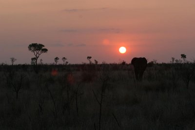 a savanna sunset