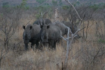 rhino herd
