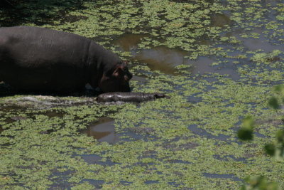 baby hippo with momma hippo