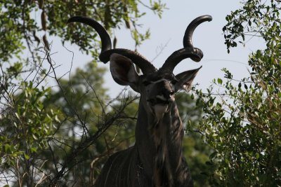 kudu smoking a cigar (okay, chewing on a sausage tree fruit)