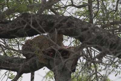 leopard eating impala
