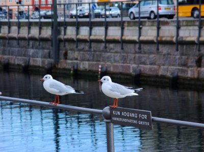 Perched seagulls