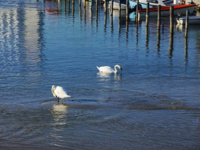 A pair of swans