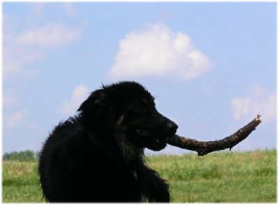 Sophie with stick