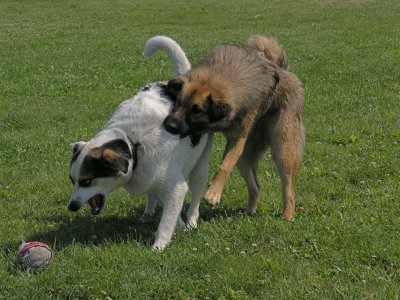 Hey!  That's MY ball