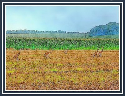 Sandhill Cranes in a Corn Field