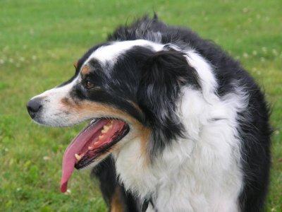 Happy Border Collie