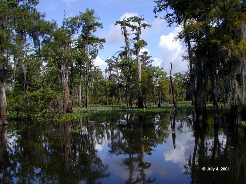 Swamp Tour