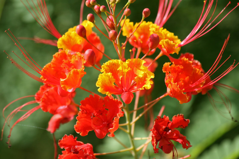 Pride of Barbados