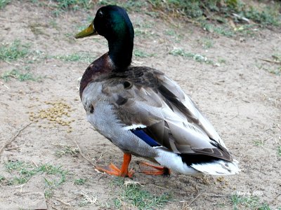 Mallard