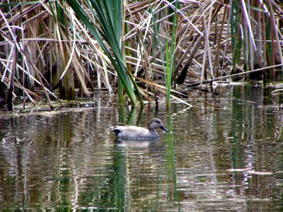 Gadwall