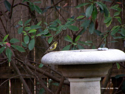 Lesser Goldfinch