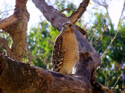 Red-Shouldered Hawk