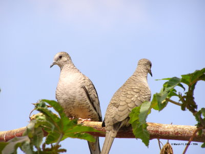 Inca Doves