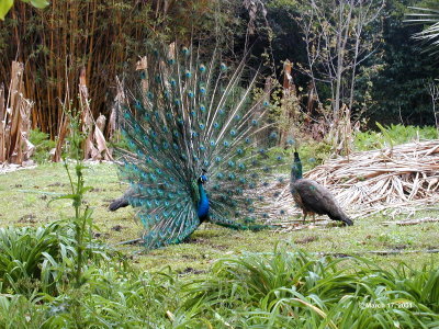 Peacocks