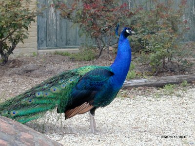 Peacock