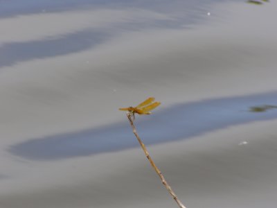 Dragonfly (gold)