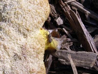 Spider on some fungus