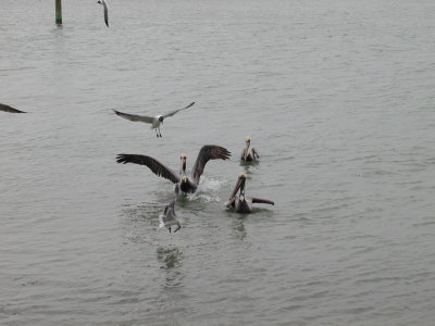 Brown Pelicans & Gulls