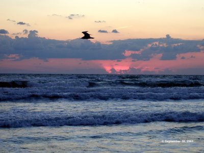 SPI Sunrise with Gull