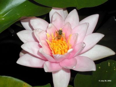 Water Lily with bee