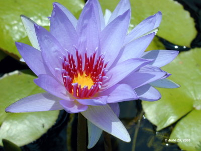 Water Lily 4