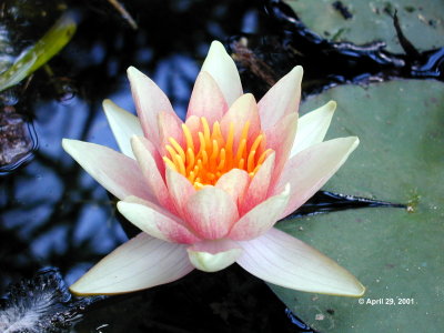 Water Lily 7