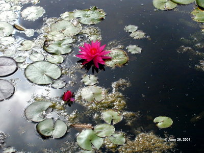 Water Lily 10