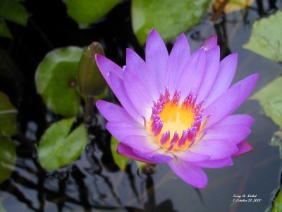 Water Lily 11