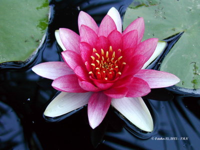 Water Lily 12