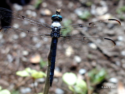 Blue Dasher Dragonfly1