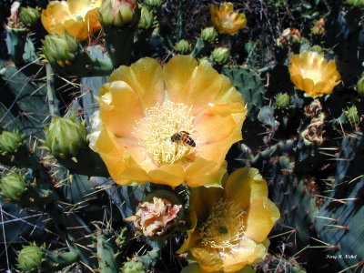 Bee on a Prickly Pear