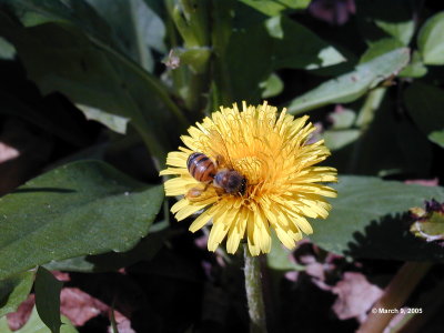 Dandelion and the Bee