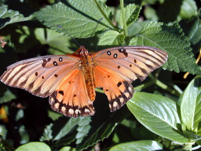 Butterfly that got away