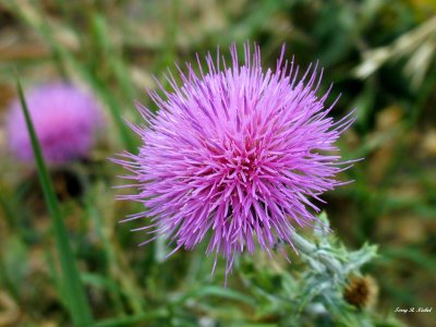 Texas Thistle