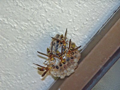 Wasp nest