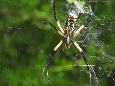 Spider (bottom view)
