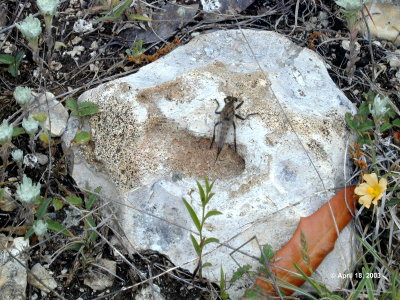 Bug Sunning on a Rock