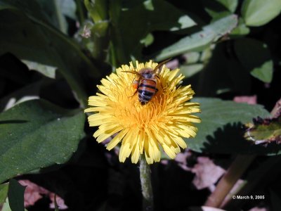 Bee & Dandelion