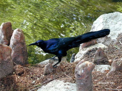 Great-Tailed Grackle 2