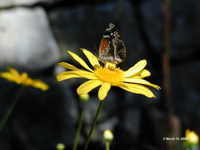 Squaw Weed & Butterfly