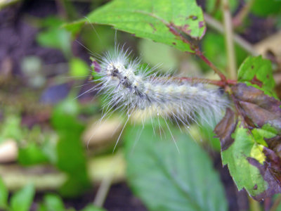 Catepillar